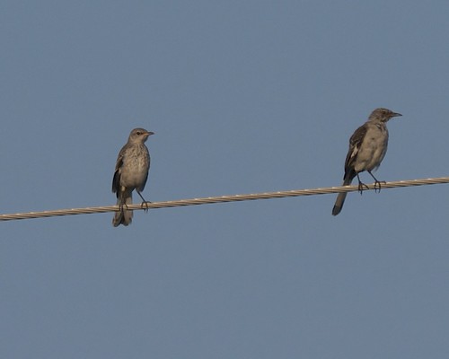 Northern Mockingbirds