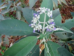 SOLANACEAE - Solanum granulosoleprosum