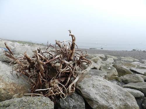 Foggy morning in Bray harbour (August 2012)