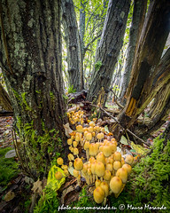 2016-10 L'autunno nella foresta dei Beig