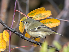 Warblers, Kinglets, Gnatcatchers, and Allies