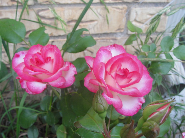 2012 Roses