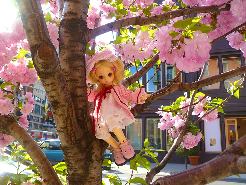 Innocence amid cherry blossoms