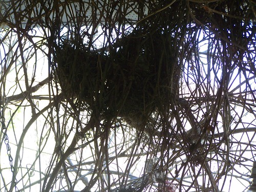 Bird Nest, heart by Emilyannamarie