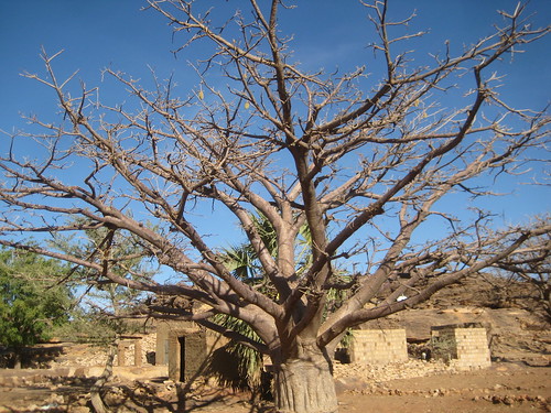 Baobab in Dogon Country