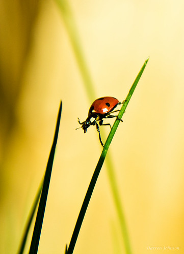 無料写真素材|動物|昆虫|てんとう虫・テントウムシ