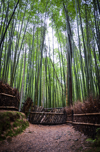 Bamboo grove at Arashiyama Kyoto by hyossie