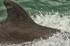 Bottlenose Dolphins off Captiva Island in the Wild