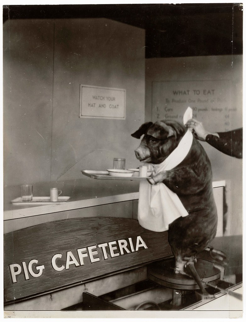 Early 20th Century Pig Cafeteria