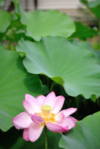Lotus of Toshodai-ji Temple No.1.