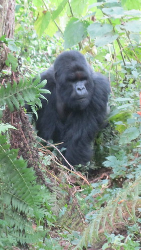 The first silverback came right out of the forest to us!