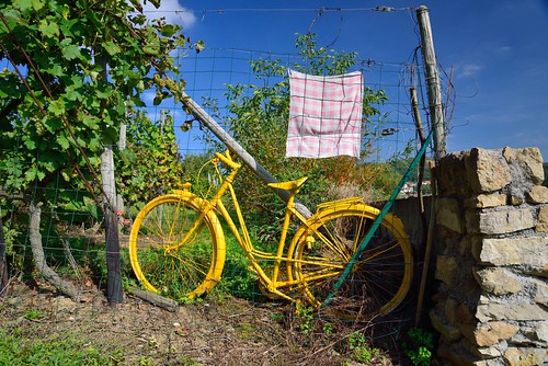 Yellow bike in vineyard by kewl