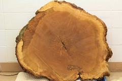 Growth rings indicate Auburn Oaks were 83-85 years old