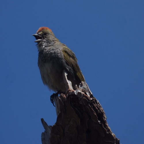 Green-tailed towhee by Mike's Birds