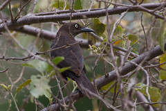 Blackbirds, Crows-Crackles-Magpies