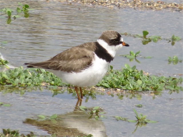 Semipalmated Plover at El Paso Sewage Treatment Center in Woodford County, IL 15