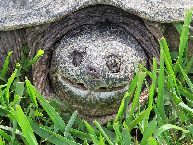Snapping Turtle at Salem Ranch in Livingston County, IL 07
