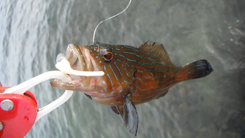 Koh Samui Fishing (1)