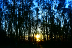 Dawn breaks at Hawkhirst Wood