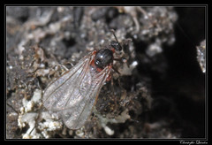 Diptera/Cecidomyiidae