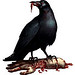 crow2