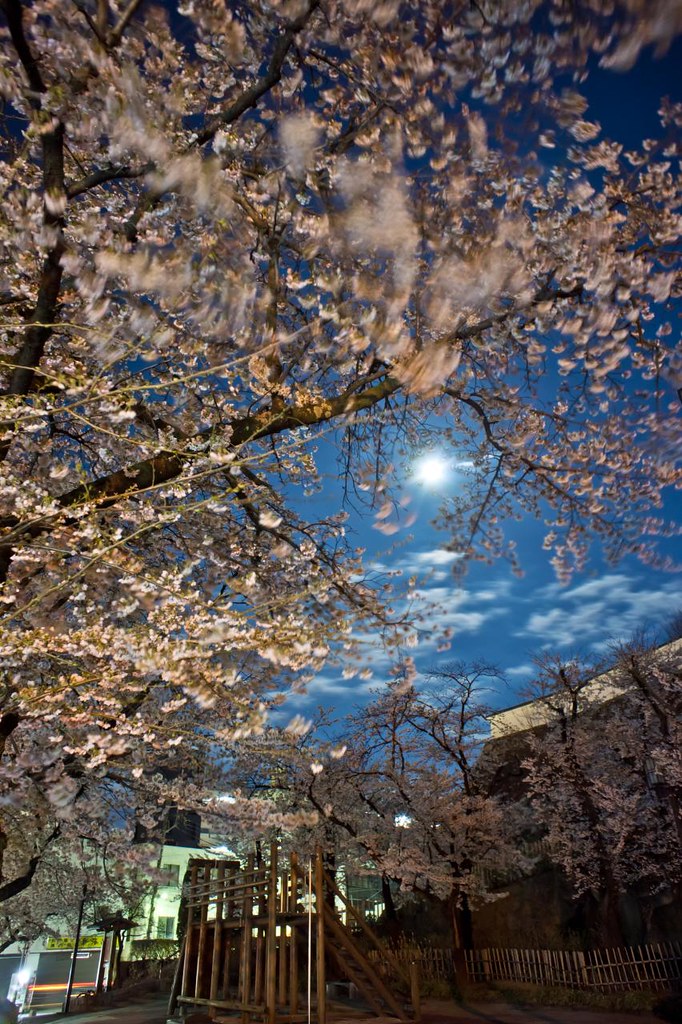 夜桜 2012
