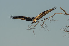 Osprey Stick Hunting-4111.jpg by Mully410 * Images