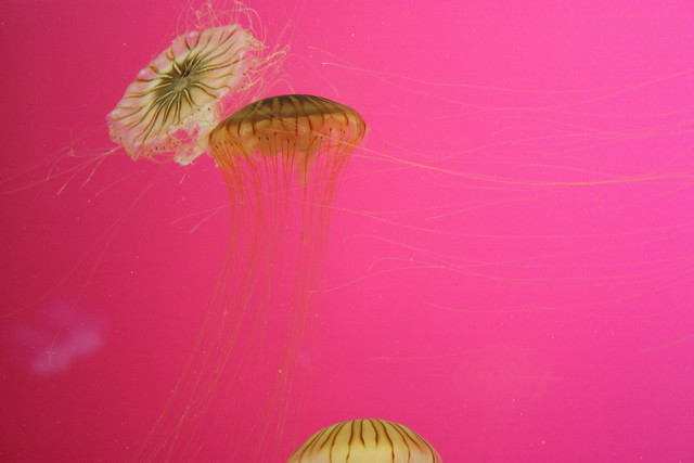Shedd Aquarium: Jellies