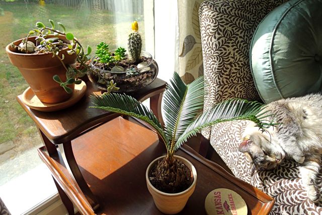 Plants and Tina