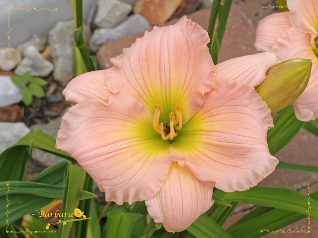 ~ day lily in my garden...