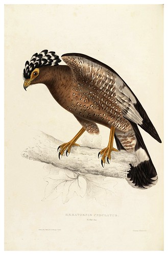 006-Haematornis Undulatus-A Century of Birds from the Himalaya Mountains-John Gould y Wm. Hart-1875-1888-Science Naturalis
