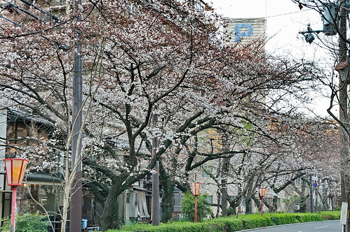 【写真】桜 : 木屋町通り