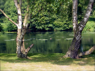 Trees and Lake