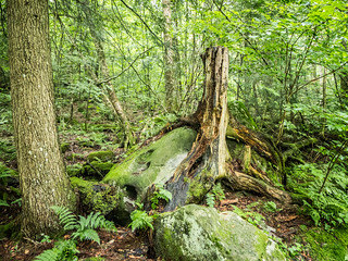 Tree on Rock at Hills Creek Falls