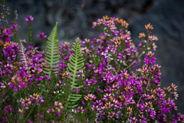 Blooming Heather - Isle of Skye