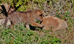 May 3,'14, Baby Coyotes