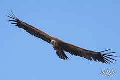 vautours fauves