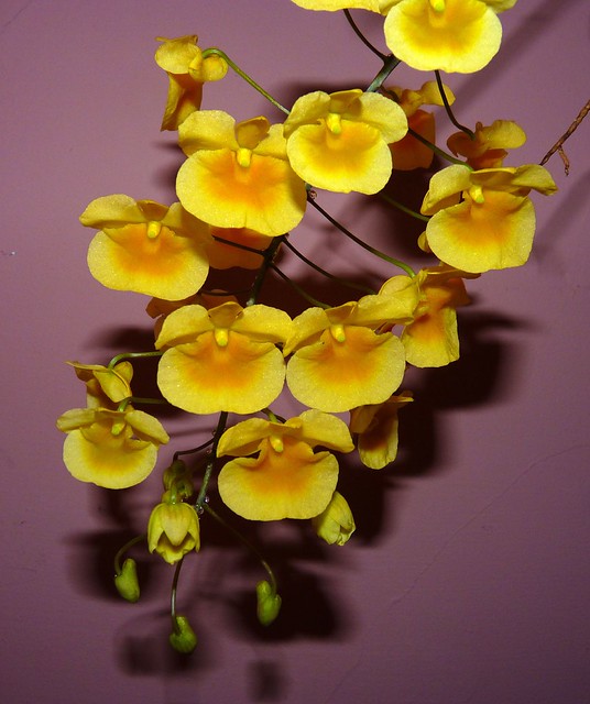 Dendrobium aggregatu species orchid 4-12 1st bloom