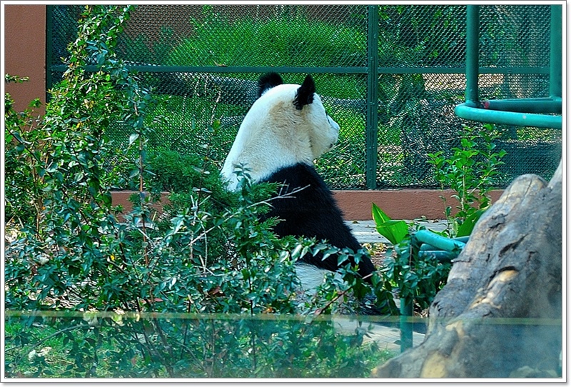 3熊貓1