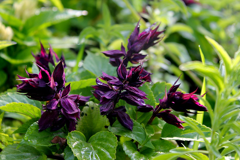 Salvia splendens 'Salsa Purple' — Шалфей (сальвия) блестящий 'Salsa Purple'