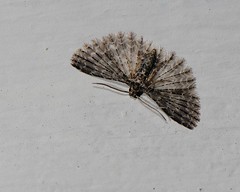 Pterophoridae + Alucitidae, Thailand
