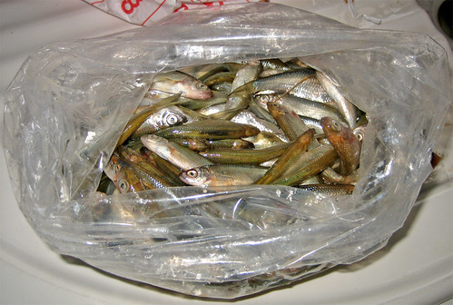 pesciolini d'acqua dolce: pescati e fritti by fugzu