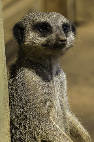 Male Meerkat or Suricate (Suricata suricatta) taking the sun at Colchester Zoo by Paul E. Dyer