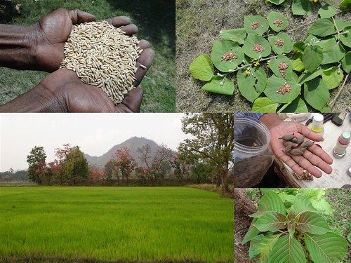 Medicinal Rice Formulations for Diabetes Complications, Heart and Liver Diseases (TH Group-70) from Pankaj Oudhia’s Medicinal Plant Database by Pankaj Oudhia