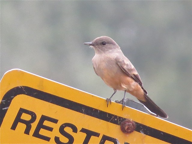 Say's Phoebe at Moraine View State Park in McLean County, IL 01