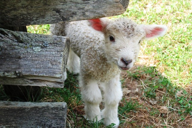 Spring lamb born at Booker T Washington National Monument