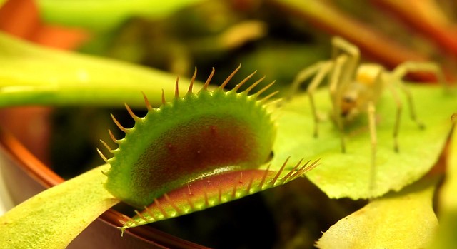 Venus fly trap first meal - dinner time