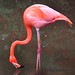 Flamingo Vermelho - Foto: Rê Sarmento