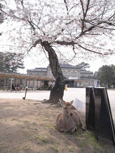 奈良公園の桜など-03