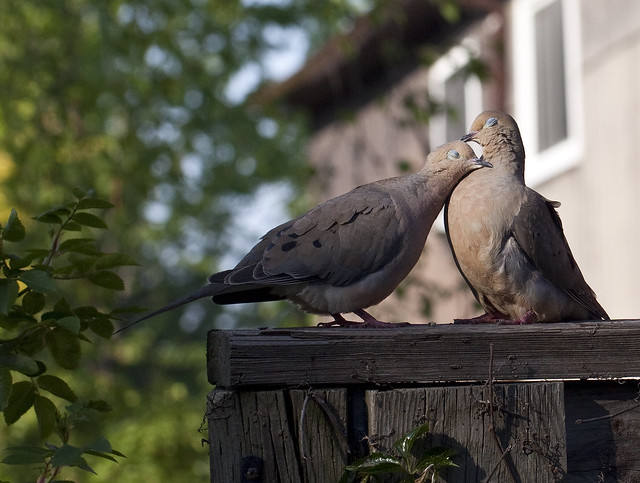 mouring lovie doves